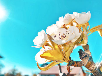 Close-up of white flowering plant