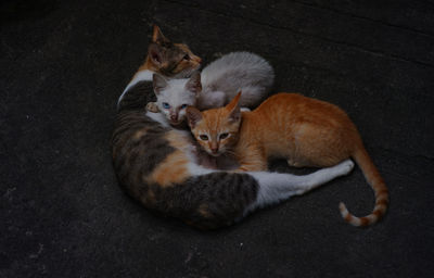 High angle view of cats resting