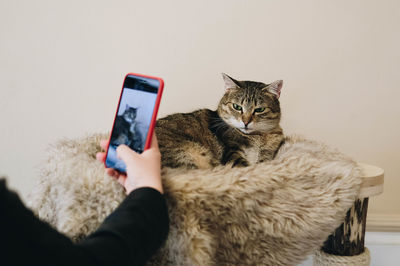 Midsection of person holding cat with smart phone