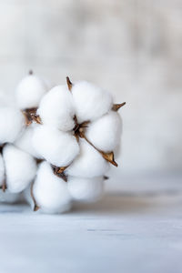 White fluffy cotton flowers. delicate light background. natural organic fiber. fabric raw material.