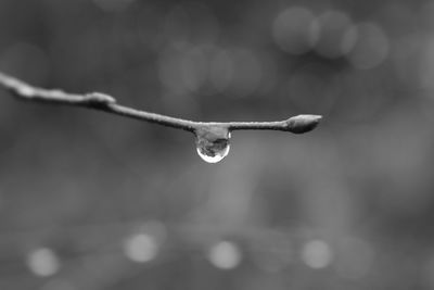 Close-up of raindrops on plant