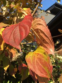 Close-up of autumn leaves