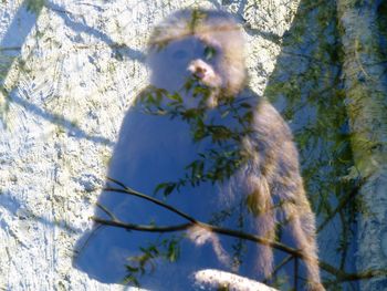 Monkey on a tree