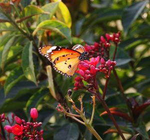 Close-up of butterfly on plant