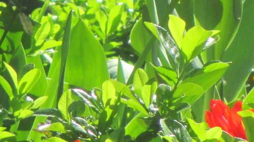 Close-up of plants