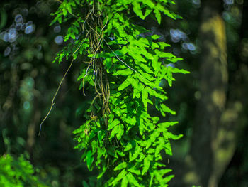 Close-up of fresh green leaf in water