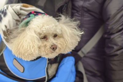 Close-up portrait of dog