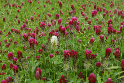 Pink flowering plants on field