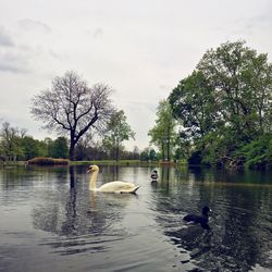 Swans swimming in lake against sky