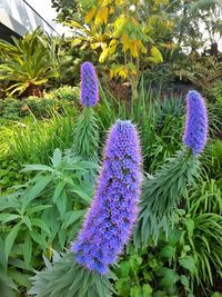 Close-up of purple flowers