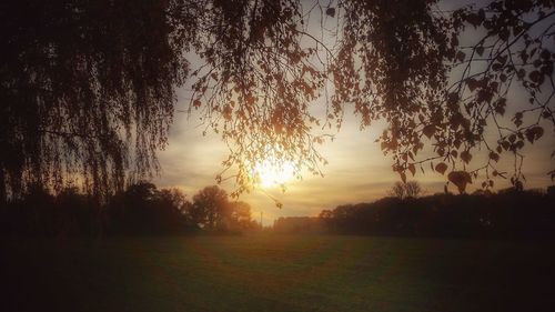 Silhouette trees on field against sky during sunset