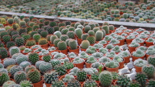 Close-up of cactus plants