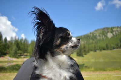 Close-up of dog looking away on field against sky