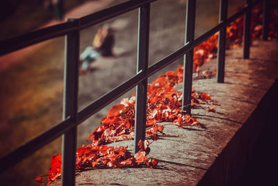 Close-up of red leaves on railing