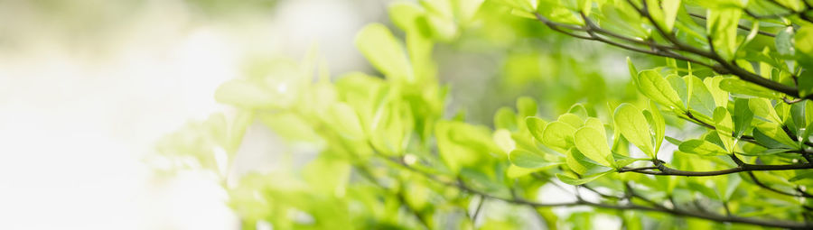 Close-up of leaves against blurred background