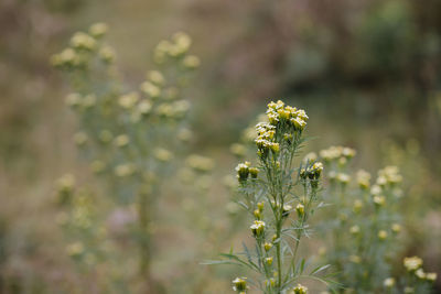 Close-up of yellow flowering plant on field