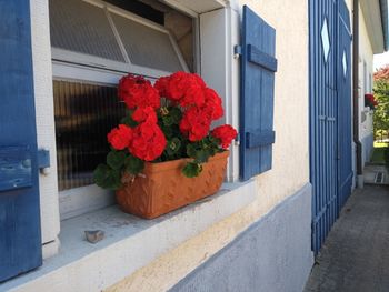 Red flower pot by building in city