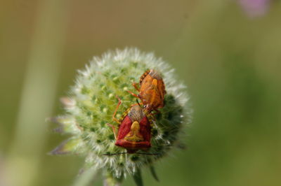 Close-up of insect on flower