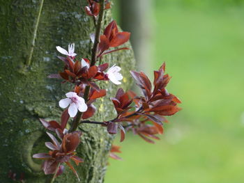 Close-up of flowers against blurred background