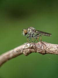 Close-up of insect on twig