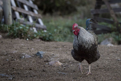 Close-up of rooster on field