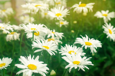 Beautiful large white chamomile grow in the garden on a sunny day. gardening. amazing flowers. 