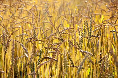 Close-up of wheat field