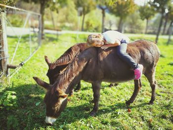 Girl resting on donkey at field