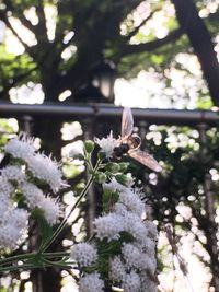 Close-up of butterfly perching on flower