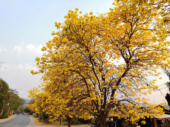 Low angle view of yellow flowering plant against sky
