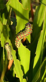 Close-up of insect on leaf