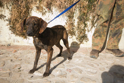 Beautiful segugio maremmano dog walking with his owner