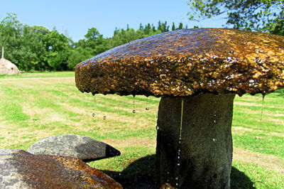 Close-up of snake on field against sky