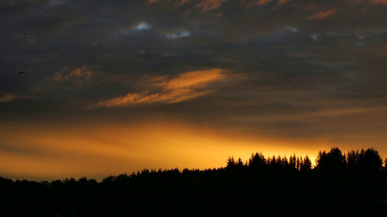 SILHOUETTE OF TREES AT SUNSET