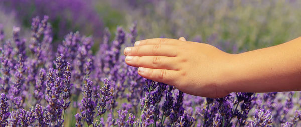 Close-up of hand on purple flowering plants on field