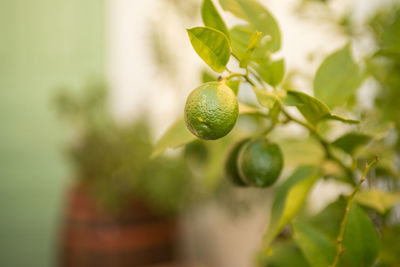 Close-up of berries growing on tree