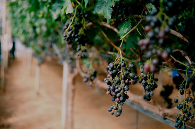 Close-up of grapes growing on plant in vineyard
