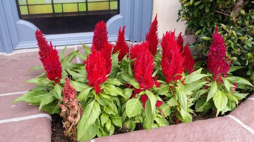 Close-up high angle view of red flowers