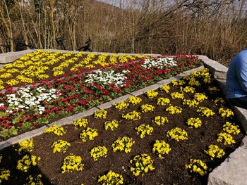 Close-up of yellow flowering plants