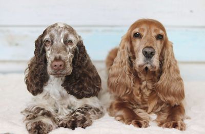 Close-up portrait of dog