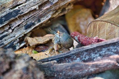 Close-up of insect on rock