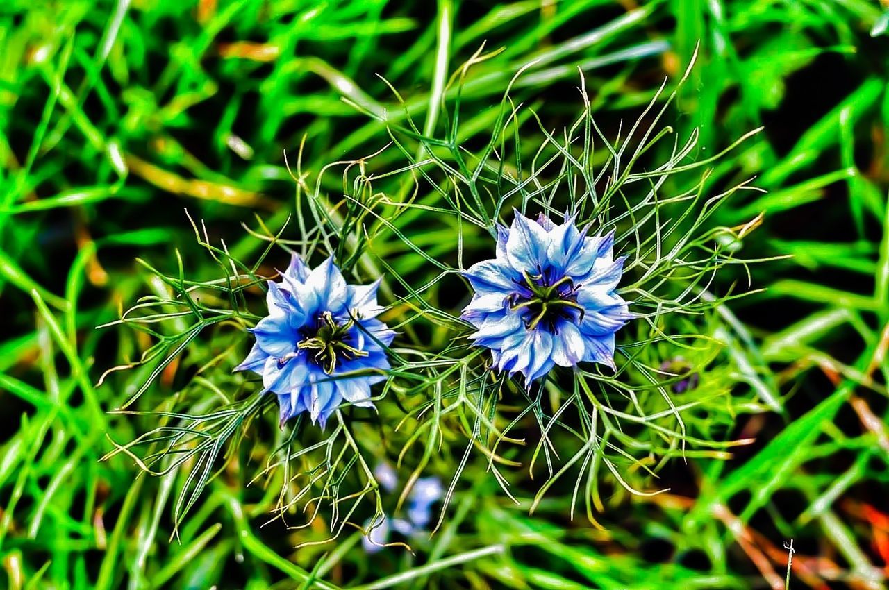 flower, purple, freshness, growth, fragility, petal, flower head, beauty in nature, blooming, plant, nature, field, blue, close-up, green color, high angle view, in bloom, leaf, focus on foreground, day