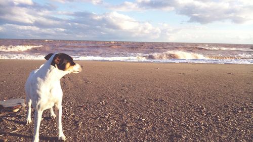 Dog on beach against sky