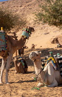 Vertical view of dromedaries in desertic landscape in egyptian village. animal abuse. 