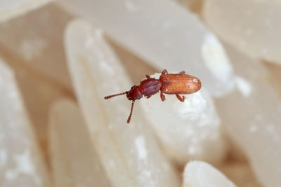 High angle view of insect