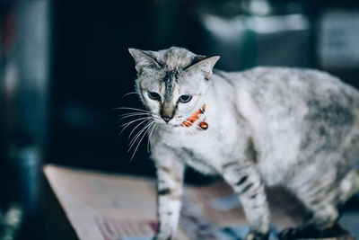 Close-up of cat looking away