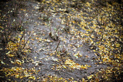 Close-up of yellow autumn leaves on road