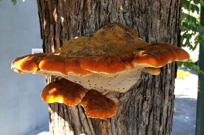 Close-up of large tree trunk against sky