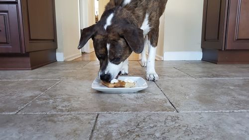 View of dog eating food on floor at home