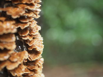 Close-up of pine cone on tree